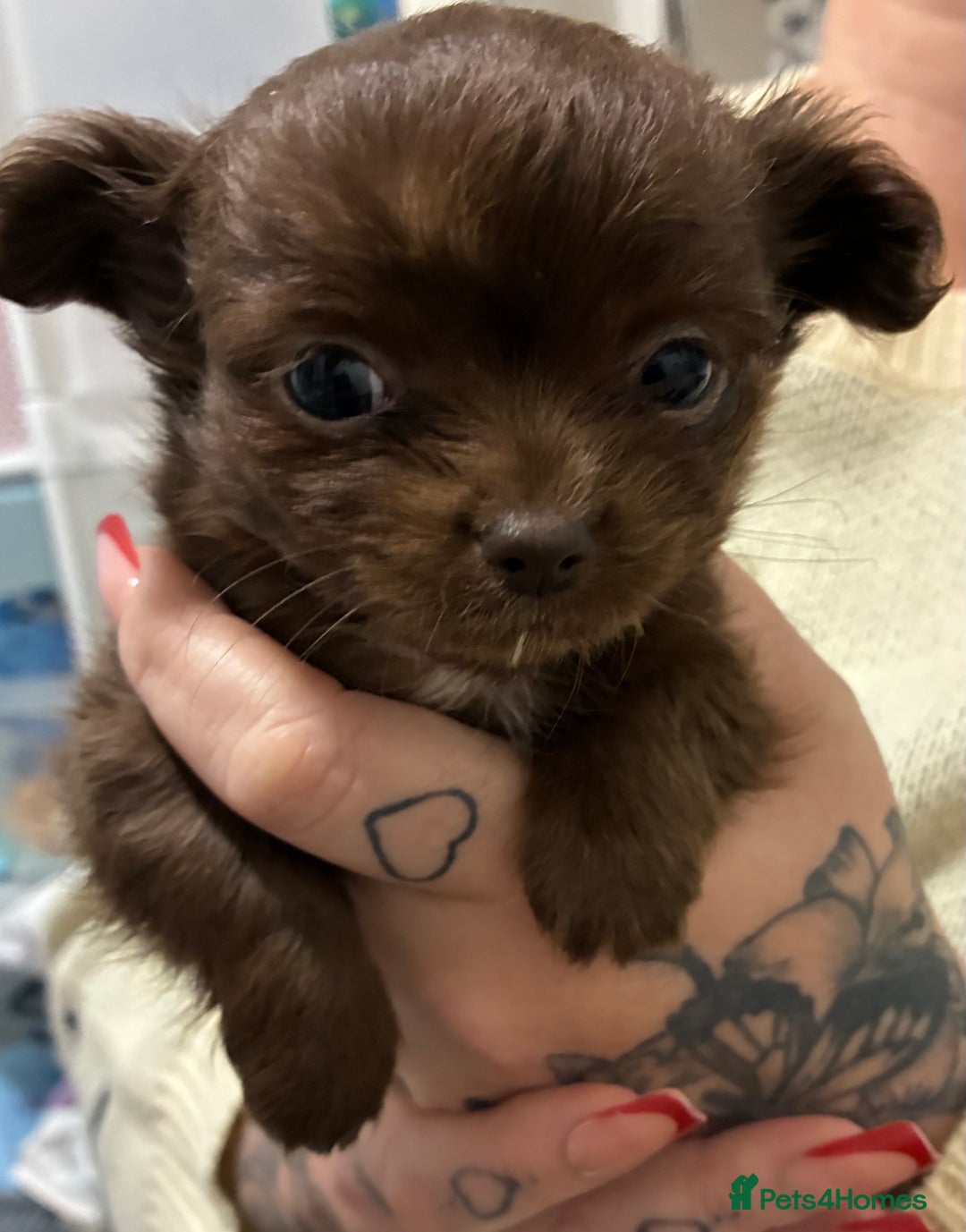 Chihuahua dogs for sale: Chihuahua - Advert 1