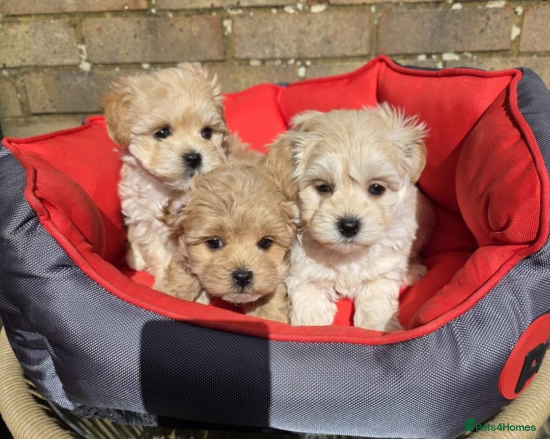 Maltipoo dogs for sale: TINY KOREAN F1 MALTIPOO PUPS - Image 2