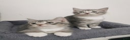 British Shorthair cats for sale: Stunning BSH Silver Tabby kittens - Advert 6