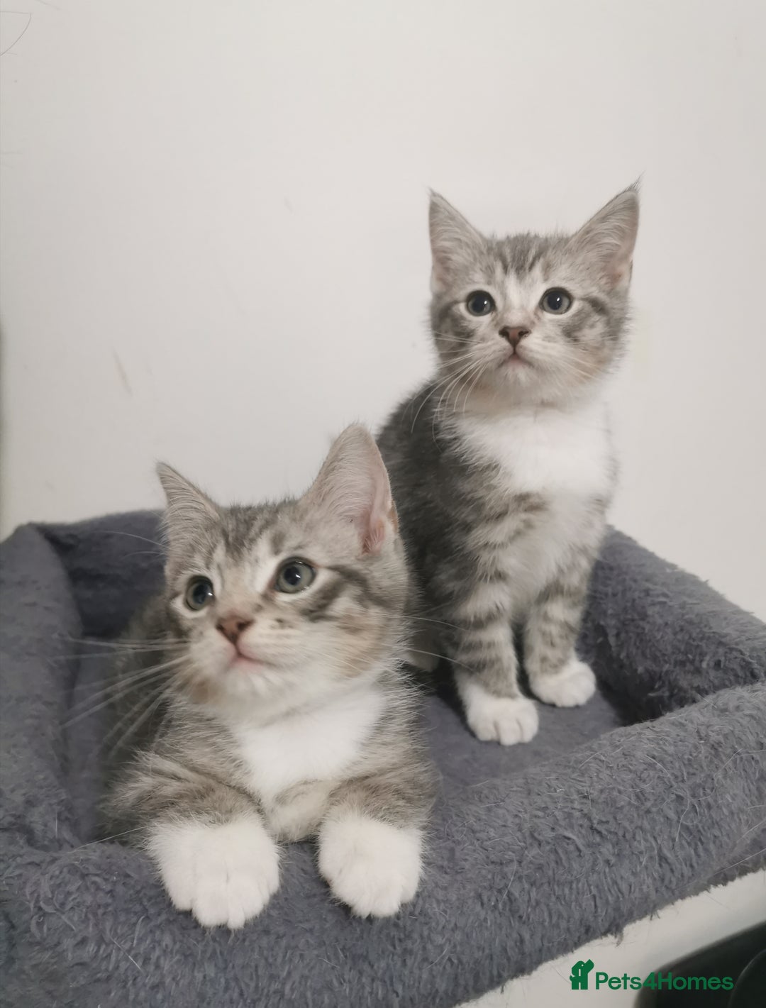 British Shorthair cats for sale: Stunning BSH Silver Tabby kittens - Advert 6