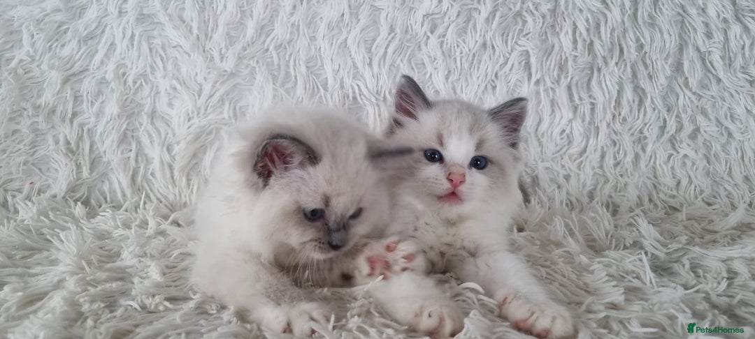 Ragdoll cats for sale: 💕BEAUTIFUL TICA REGISTERED RAGDOLLS KITTENS💕  - Advert 20