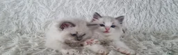 Ragdoll cats for sale: 💕BEAUTIFUL TICA REGISTERED RAGDOLLS KITTENS💕  - Advert 20
