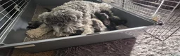 Miniature Schnauzer dogs for sale: 🐾❤️ Stunning Miniature Schnauzer Puppies 🐾❤️ - Advert 3