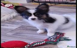 Papillon dogs for sale: PAPILLON - Image 4