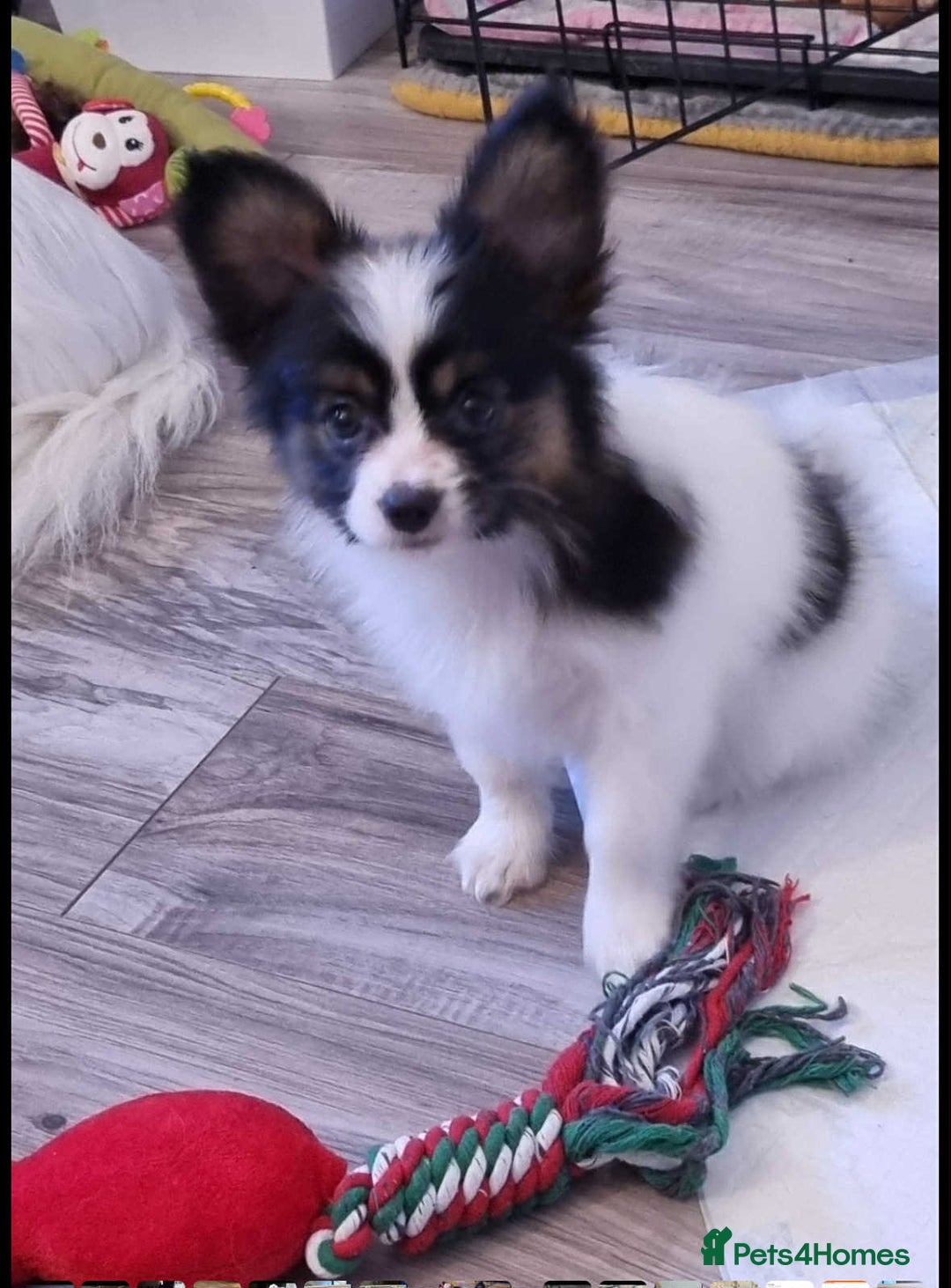 Papillon dogs for sale: PAPILLON - Image 4