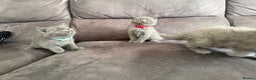 British Shorthair cats for sale: British short hair kittens  - Advert 7