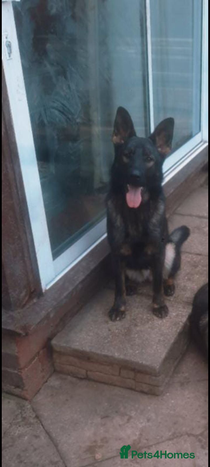 German Shepherd dogs Czech shepherd female 19 mounts old - Advert 3