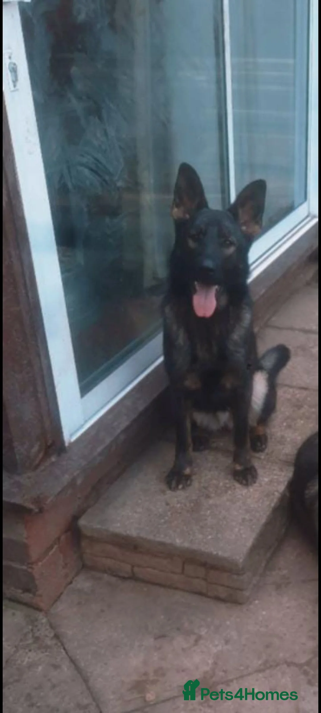 German Shepherd dogs for sale: Czech shepherd female 19 mounts old in Birmingham - Advert 1