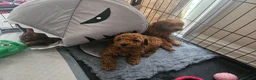 Maltipoo dogs for sale: F1B maltipoo puppys - Advert 9