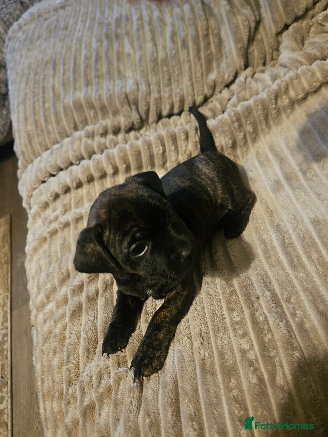 Mixed Breed dogs for sale: Staffy cross jacksui - Advert 30