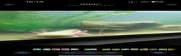 Axolotl reptiles for sale: Adult Axolotl and full setup  - Advert 3