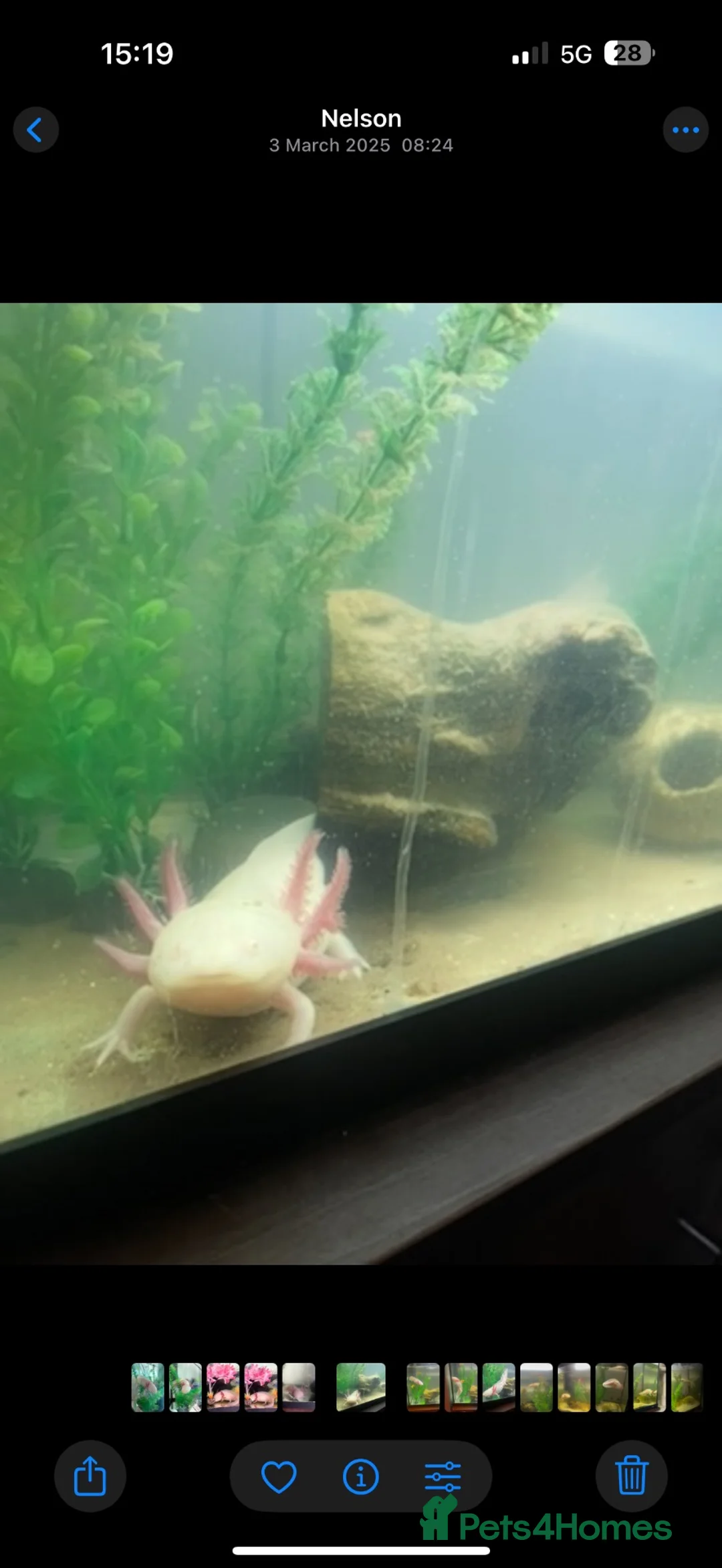 Axolotl reptiles for sale: Adult Axolotl and full setup  - Advert 3