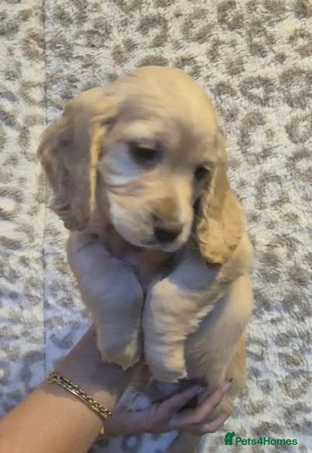 Cocker Spaniel dogs for sale: Beautiful Cocker Pups - Advert 7