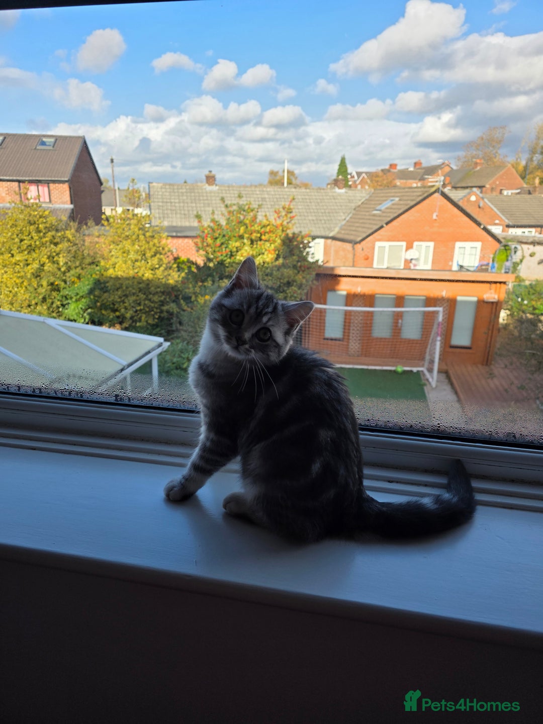 Persian cats for sale: Persian Chinchilla Silver - Advert 15