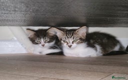 Mixed Breed cats for sale: Maincoon x tabby kittens  - Image 2