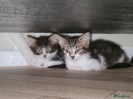 Mixed Breed cats - Advert 6