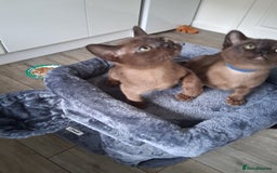 Burmese cats for sale: Stunning burmese kittens available. - Image 9