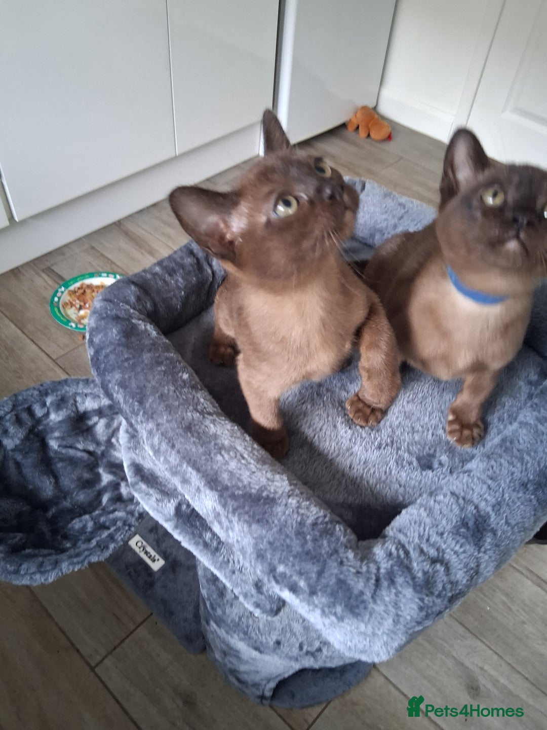 Burmese cats for sale: Stunning burmese kittens available. - Image 9