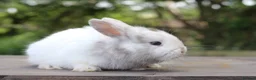 Angora rabbits for sale: Angora Bunnies Ready to leave  - Advert 9