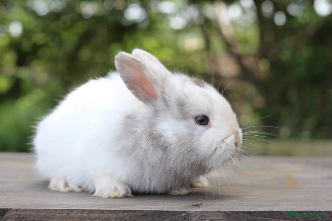 Angora rabbits for sale: Angora Bunnies Ready to leave  - Advert 9