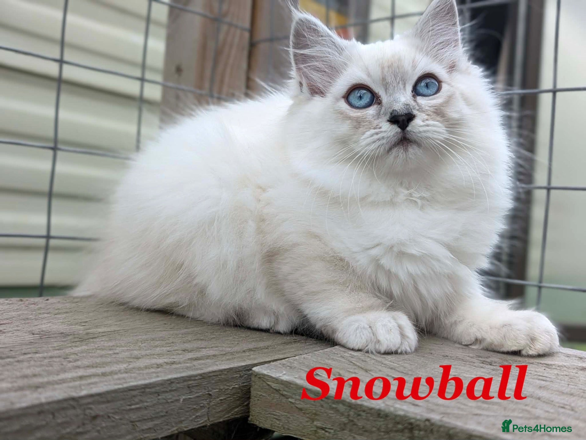 Perdoll cats **Last One** Absolutely beautiful Perdoll Kittens  - Advert 3