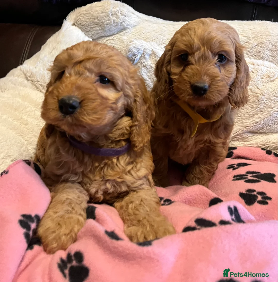 Cockapoo dogs for sale: Stunning cockapoo puppies  - Advert 6