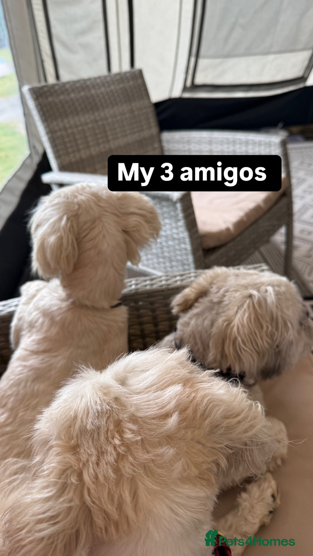 Lhasa Apso dogs for stud: ❤️JORGIE,LHASA APSO STUD❤️ - Advert 11