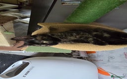 Maine Coon cats for sale: Amazing tortie Mainecoons - Image 21