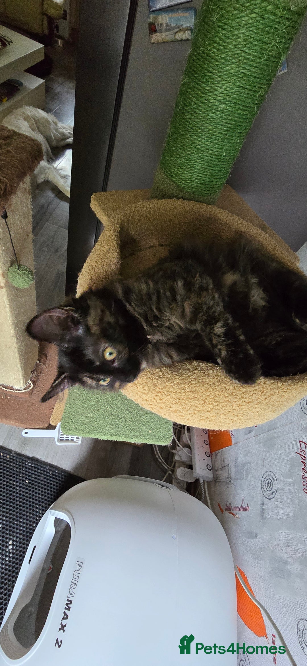 Maine Coon cats for sale: Amazing tortie Mainecoons - Image 21