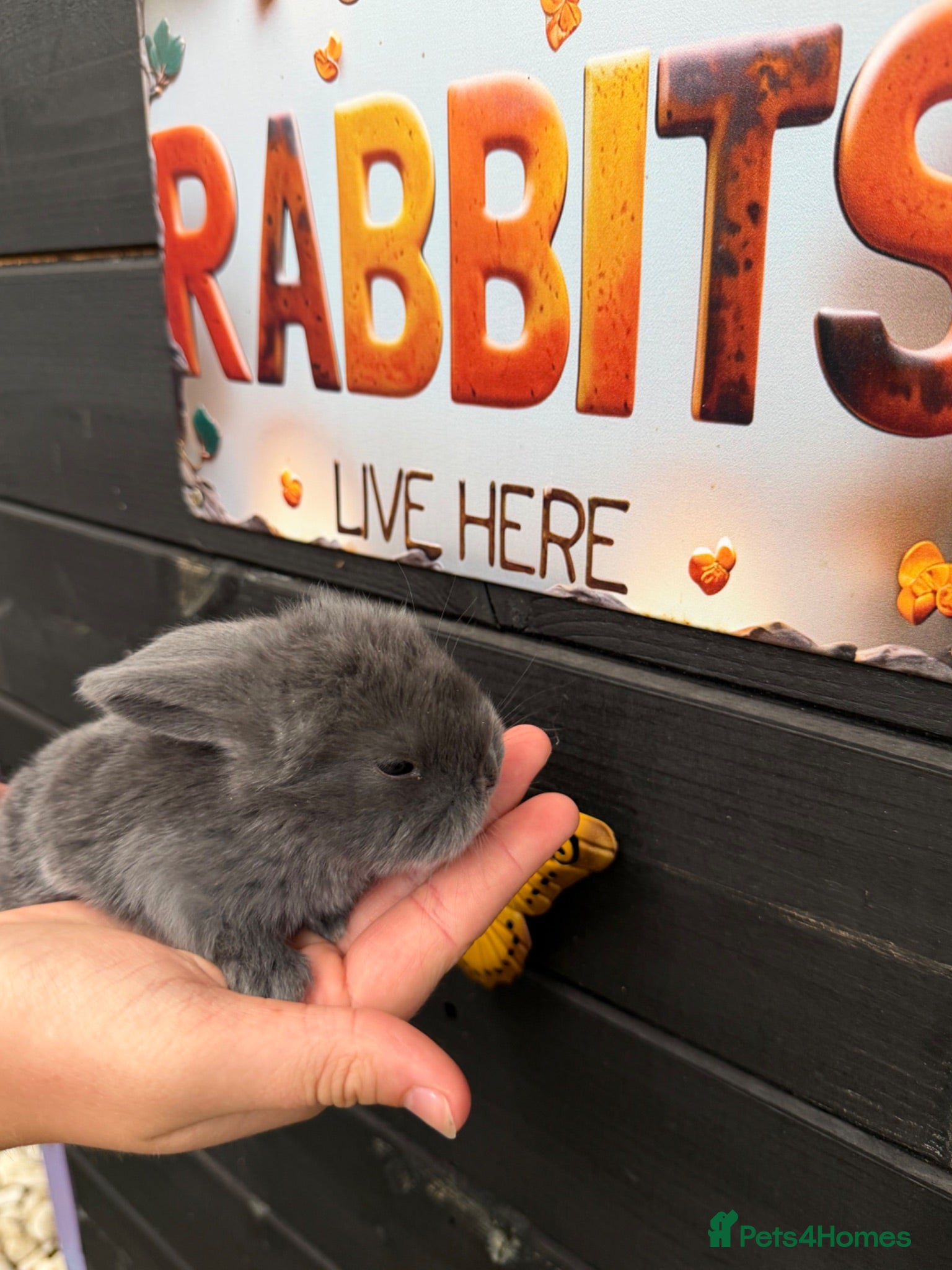 French Lop rabbits French lop  - Advert 2