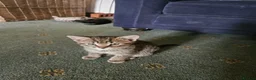 Mixed Breed cats for sale: Beautiful tabby kittens in Newbury - Advert 3