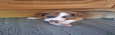 Border Collie 1