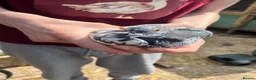 Pigeons birds for sale: Grizzle and White Grizzle Pigeon - Advert 6
