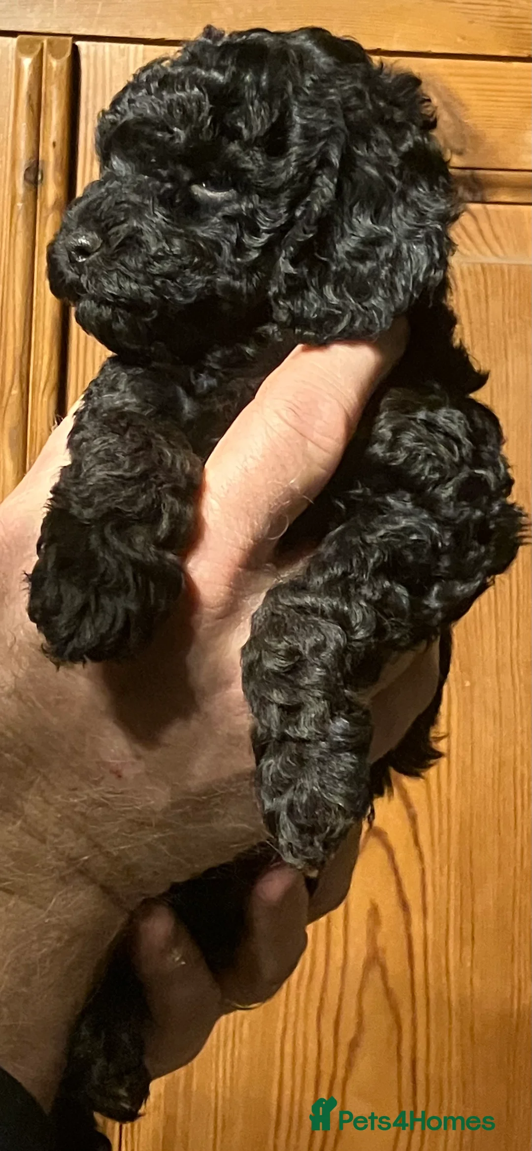 Mixed Breed dogs for sale: TOY X MINIATURE POODLE PUPPIES RED & BLACK - Advert 5
