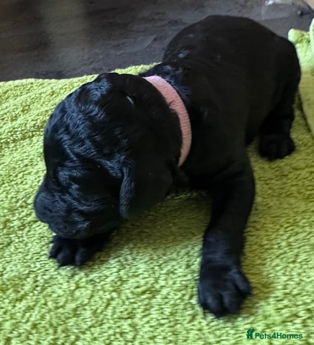 Standard Poodle dogs for sale: Wonderful standard poodle pup’s - Advert 22