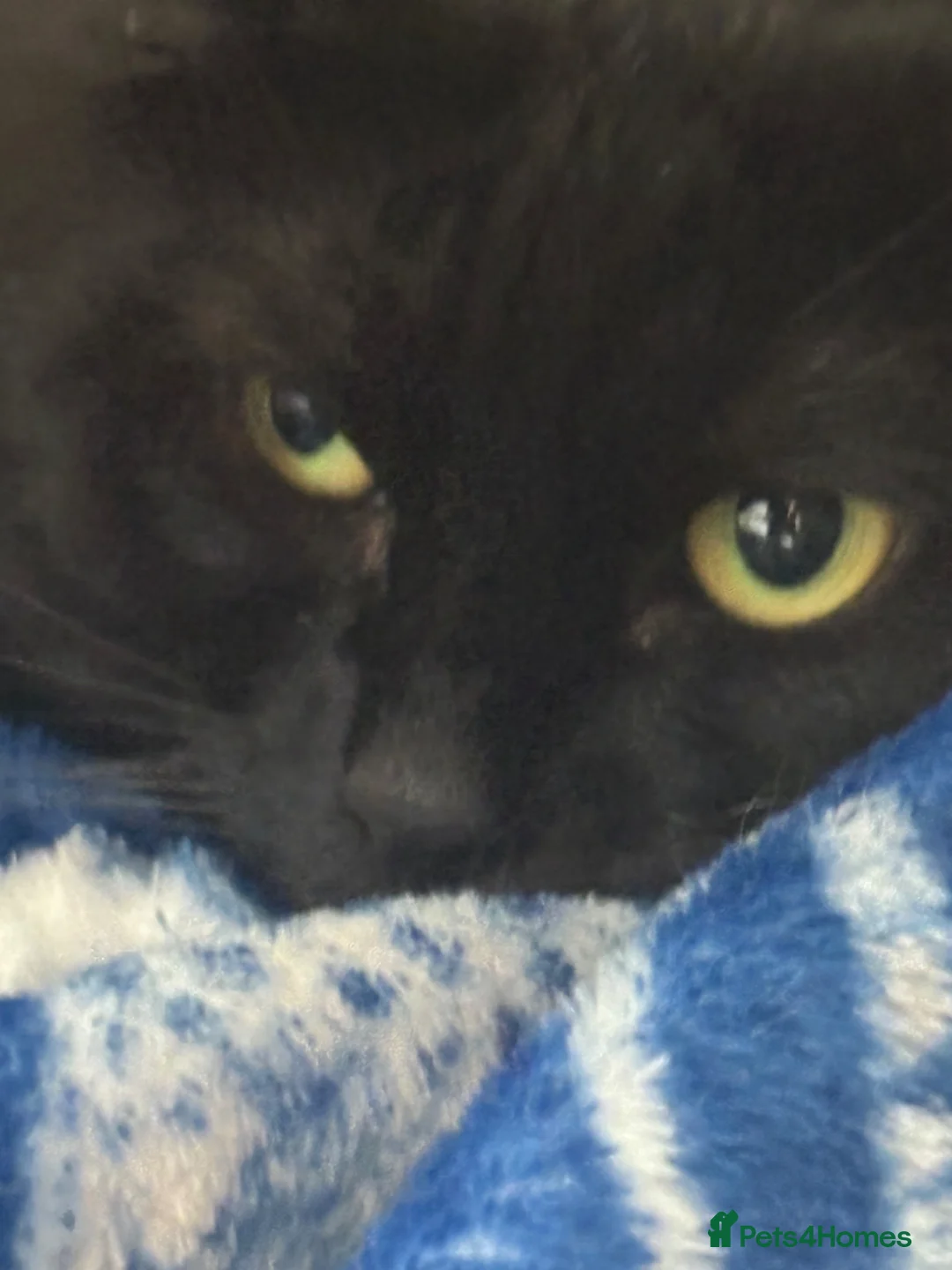 Mixed Breed cats for sale: Black kitty for sale  in Salford - Advert 5