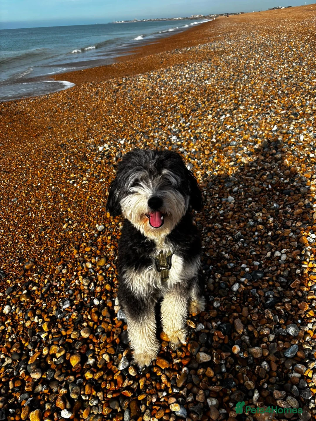 Bernedoodle dogs for sale: 15 month old male Miniature Bernedoodle - Advert 3