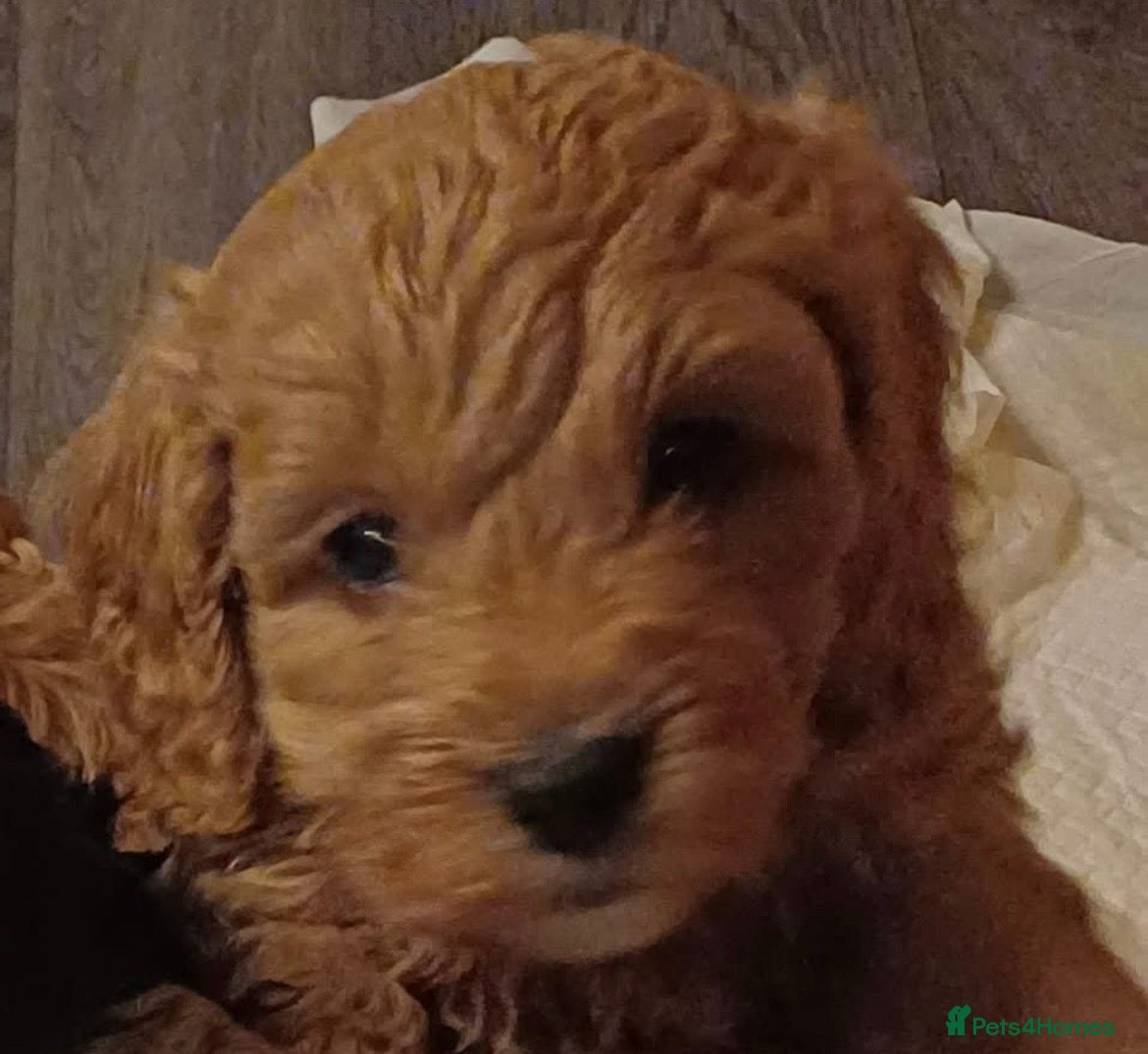 Cavapoo dogs Last 3 Beautiful F1b Cavapoo (Fox-Red) - Advert 2