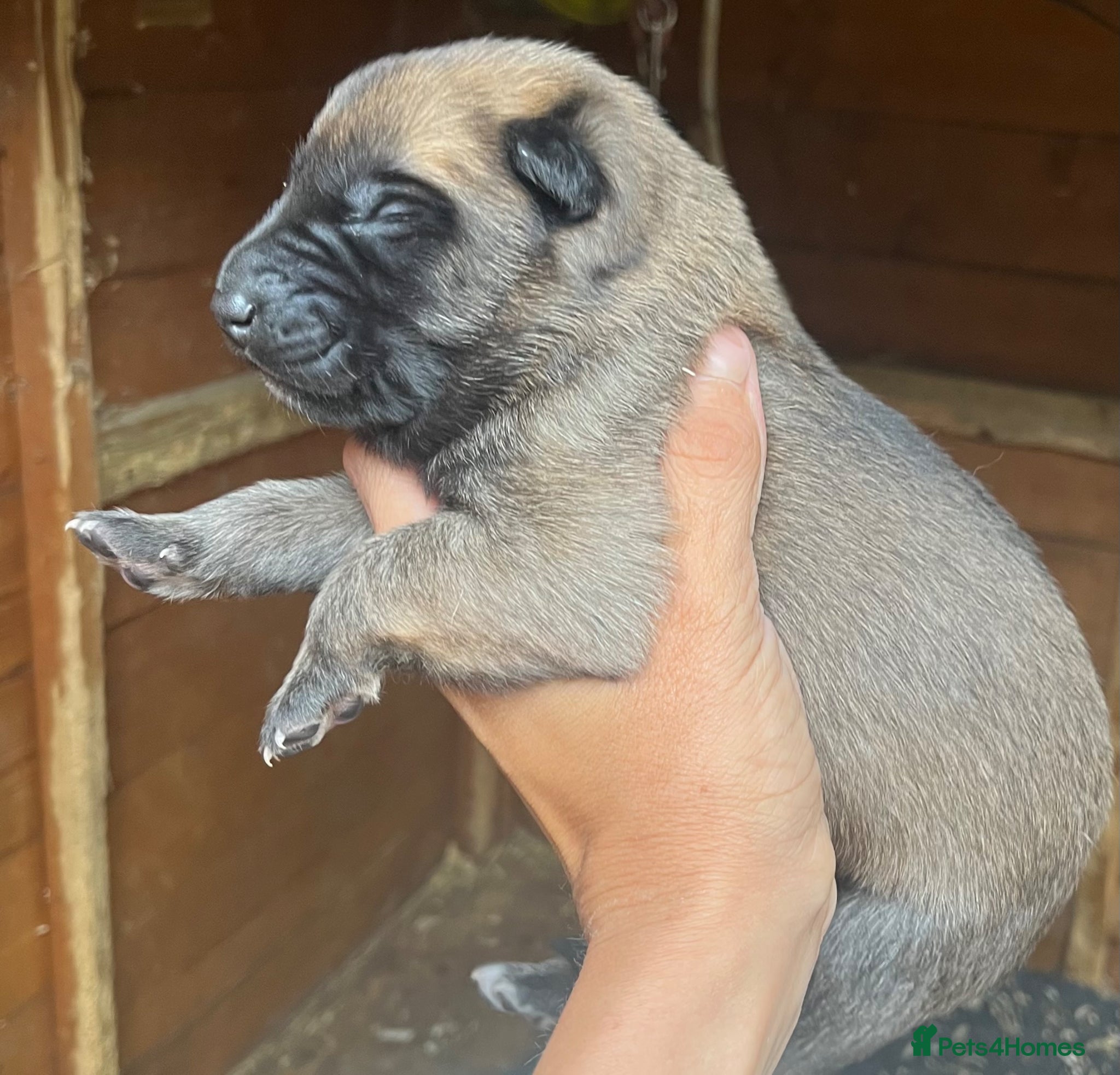 Belgian Shepherd Dog dogs for sale: Gorgeous Malinois Puppies ‼️ - Advert 4