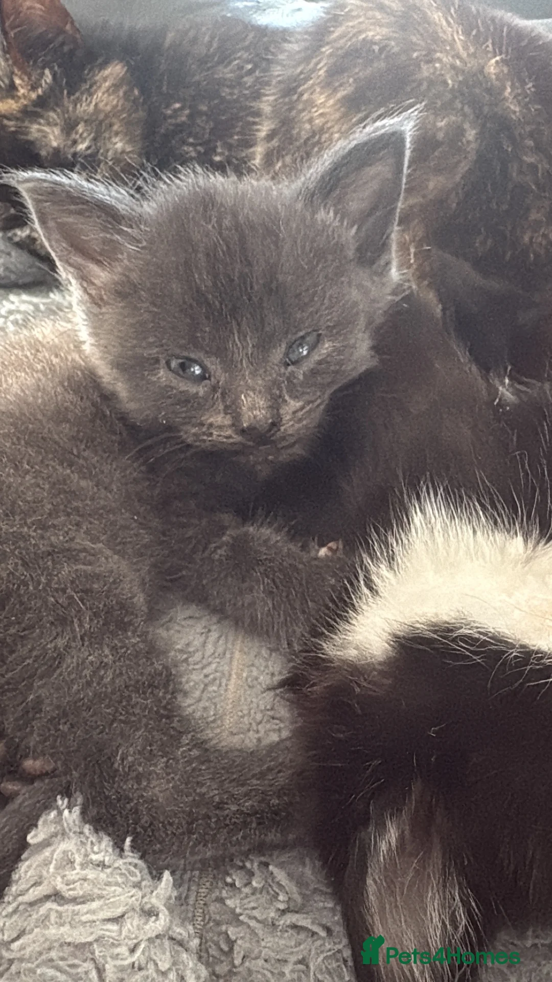British Shorthair cats for sale: Grey female - Advert 3