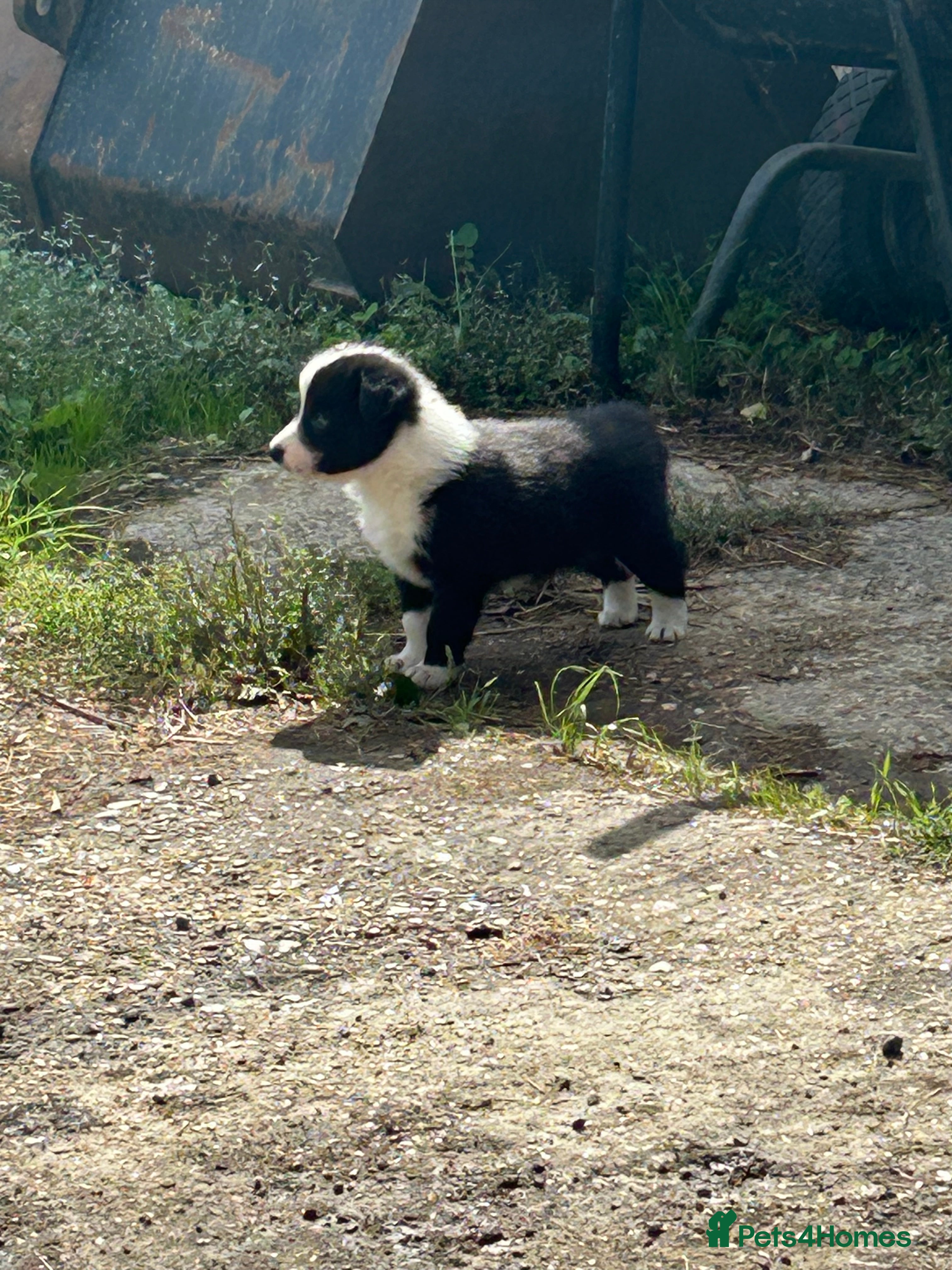 Border Collie dogs Border Collie Pups - Advert 2
