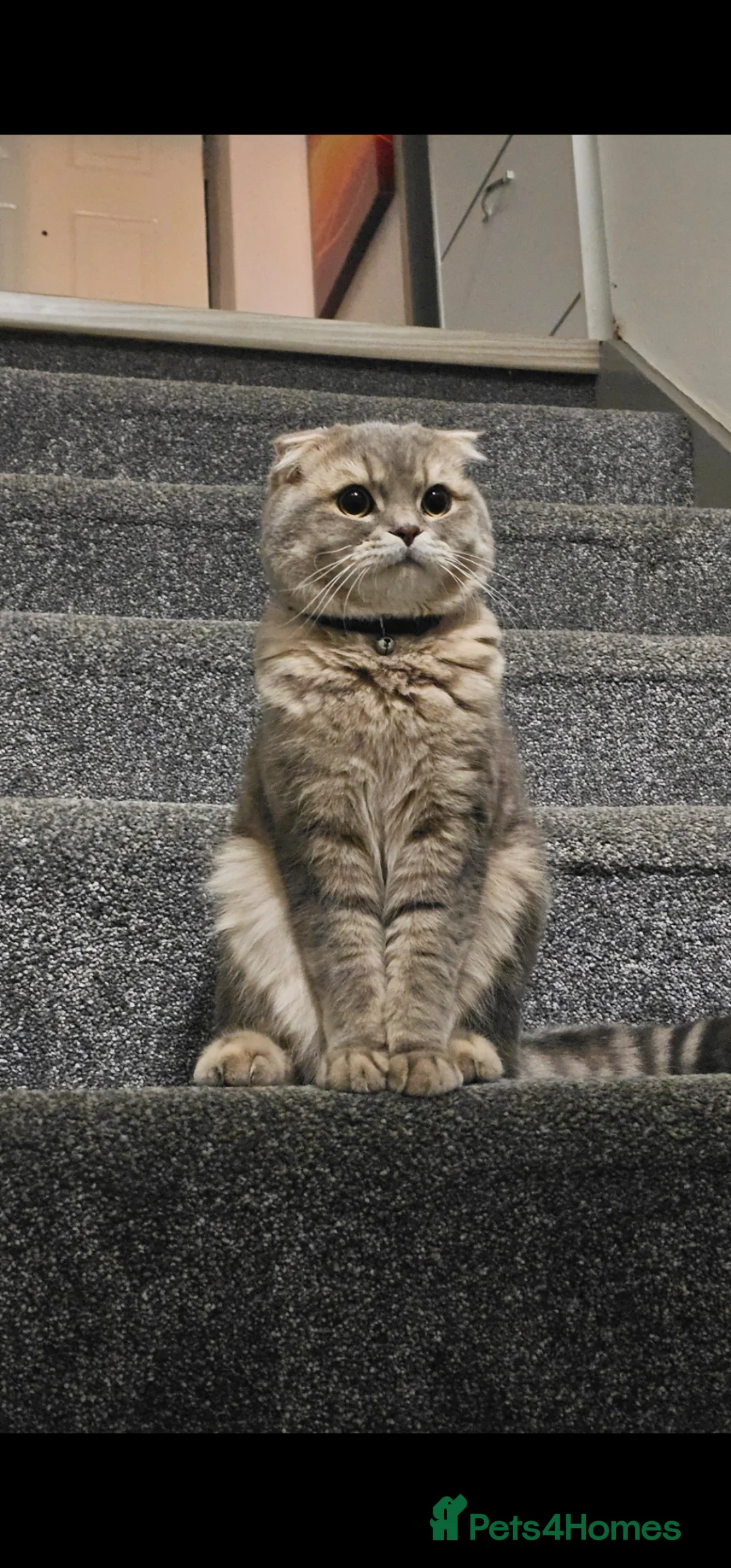 Scottish Fold cats for sale: Male Scottish Fold 1.5 years old in London - Advert 1