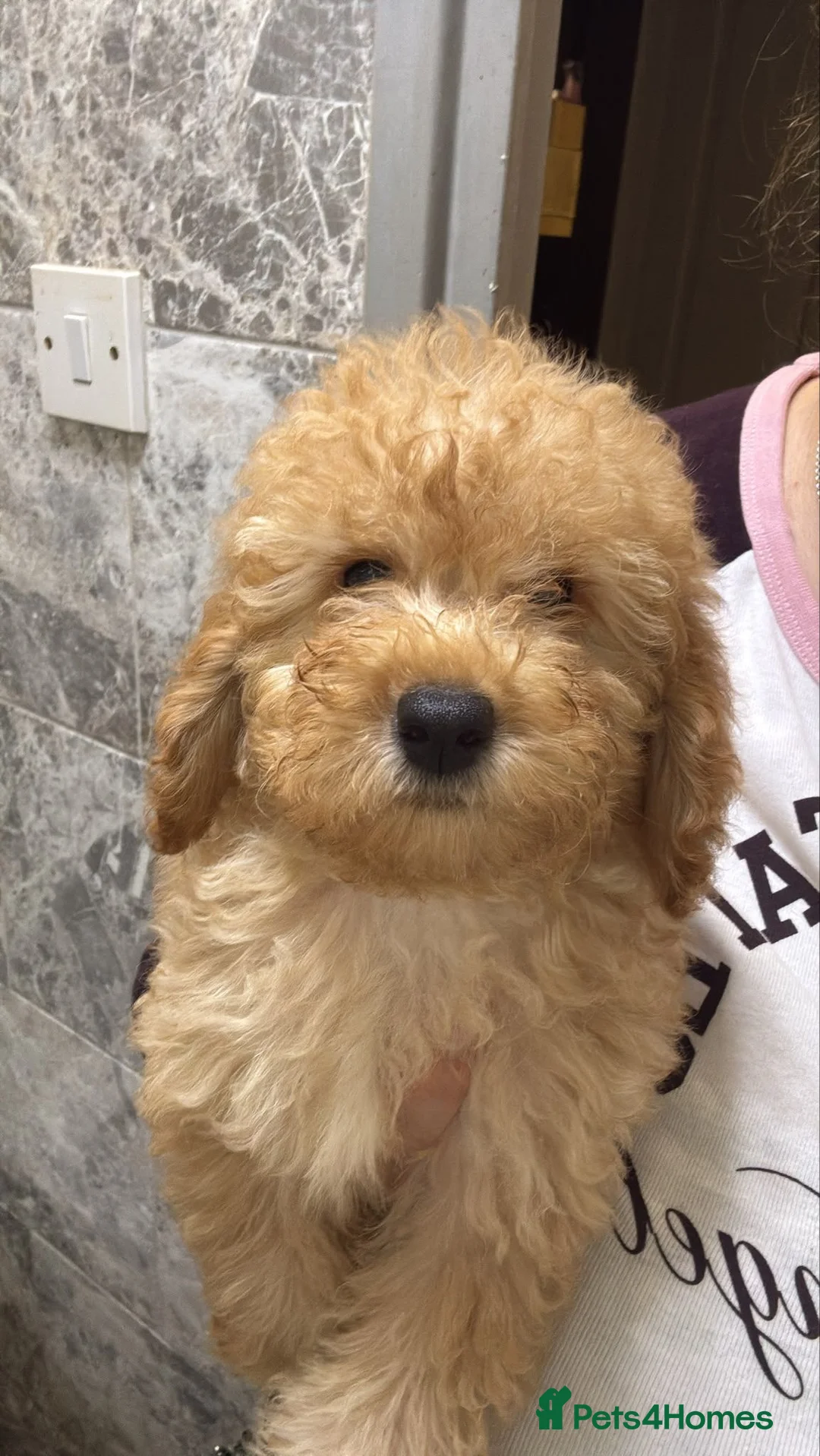 Poodle dogs for sale: Beautiful Poodle Puppies - Advert 1