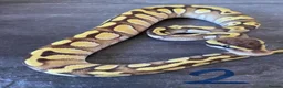 Python Snake reptiles for sale: Hatchling royal pythons. - Advert 6