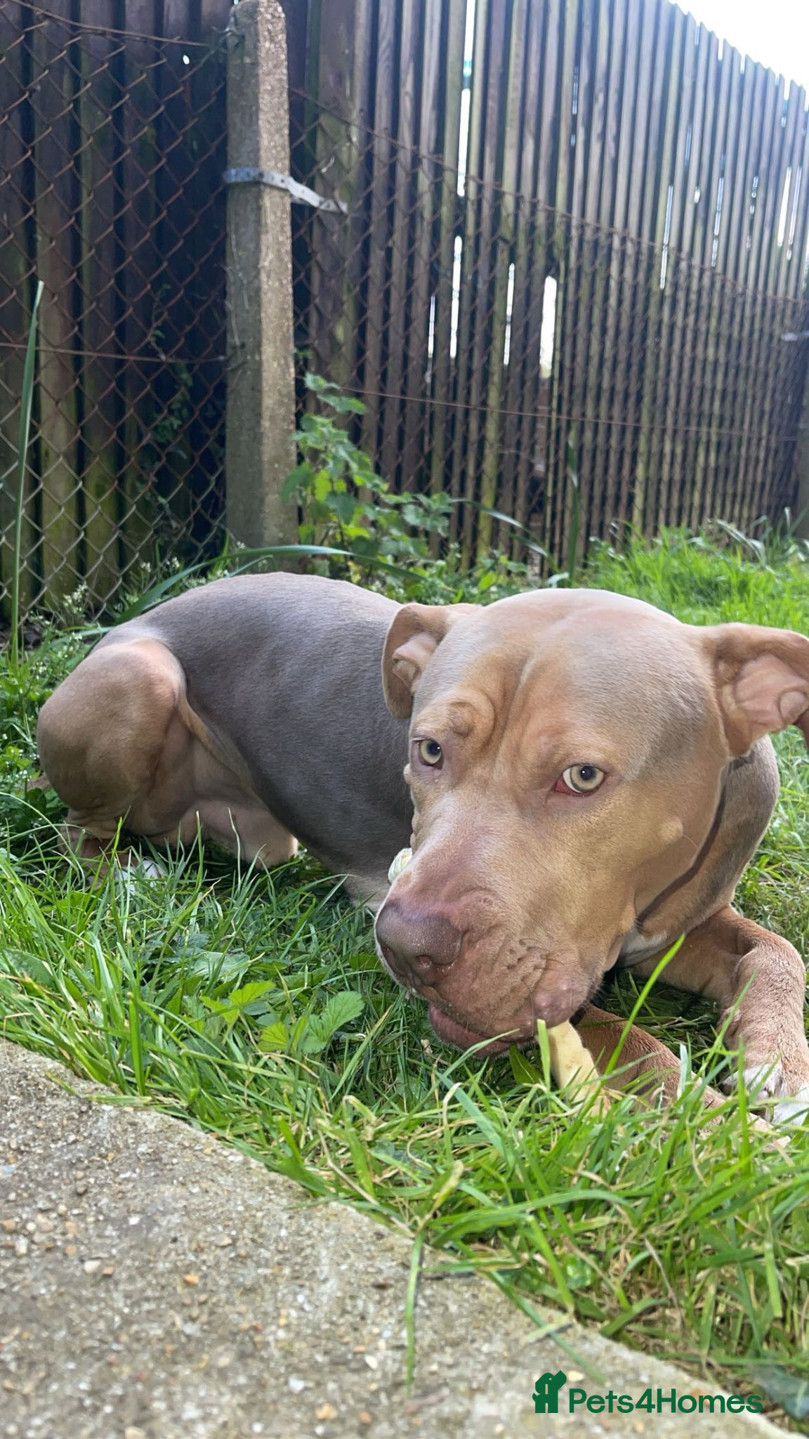 Mixed Breed dogs Weimaraner x Staffy Stud Available - Advert 8