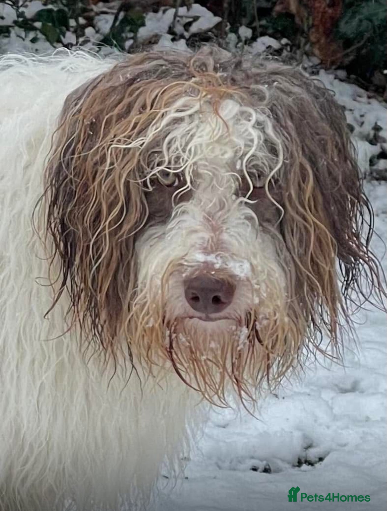 Bordoodle dogs F1 extensive genetic testing/full refund guarantee - Advert 11