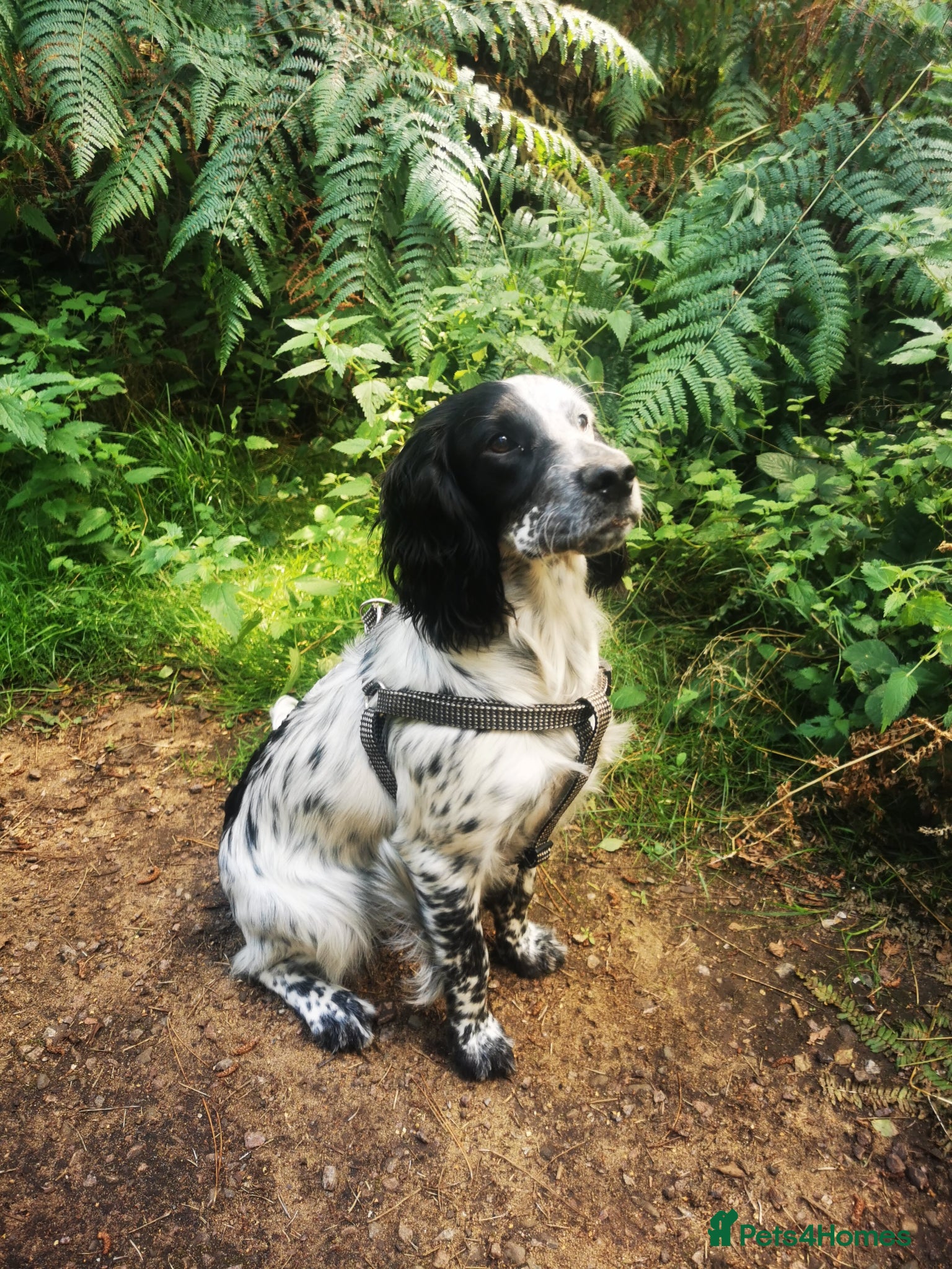 Cocker Spaniel dogs for sale: Beautiful cocker spaniel puppies  - Advert 9