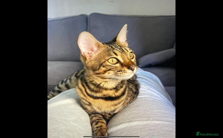 Bengal cats - Advert 10