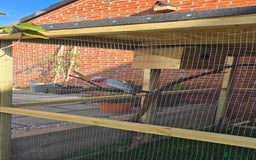 Cockatoo birds for sale: Galah Cockatoo - Advert 5