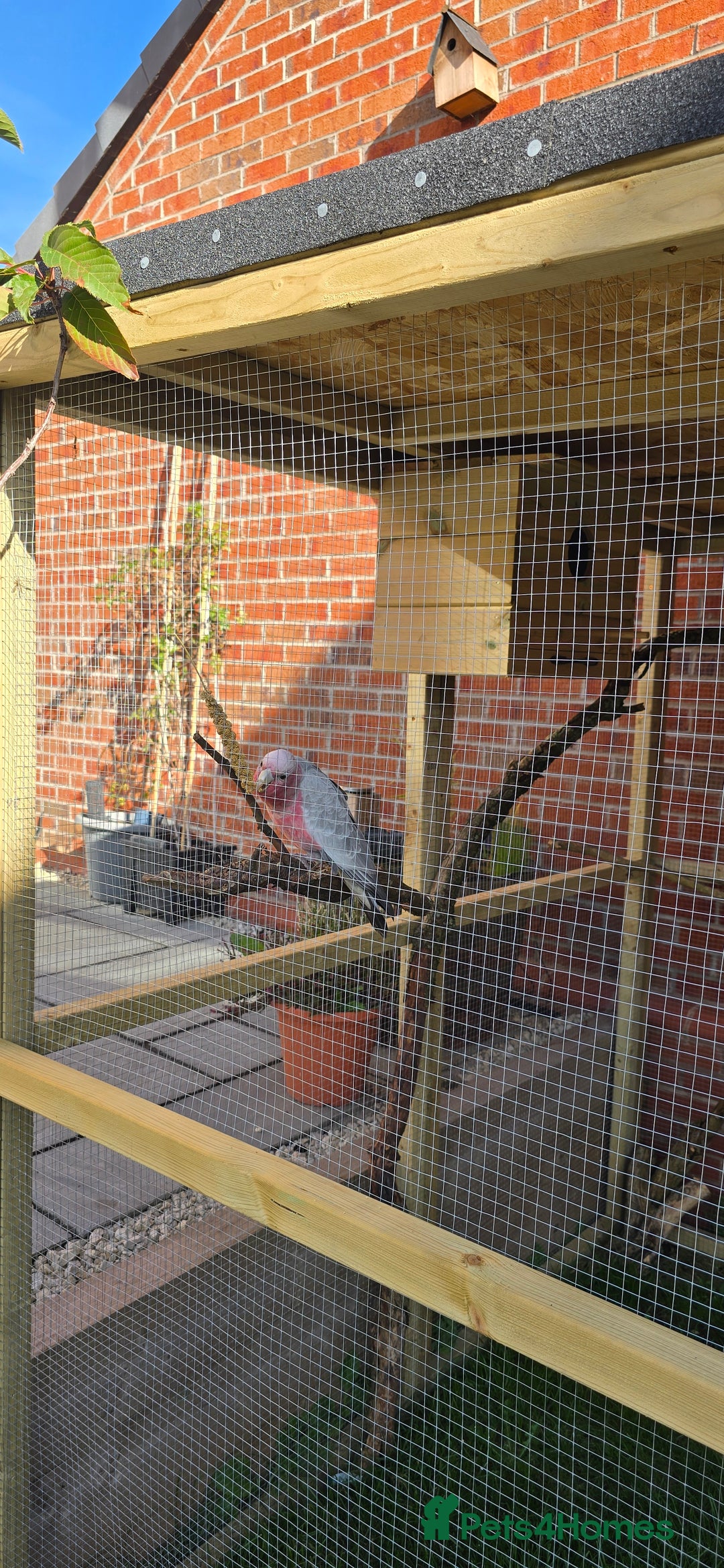 Cockatoo birds for sale: Galah Cockatoo - Advert 5